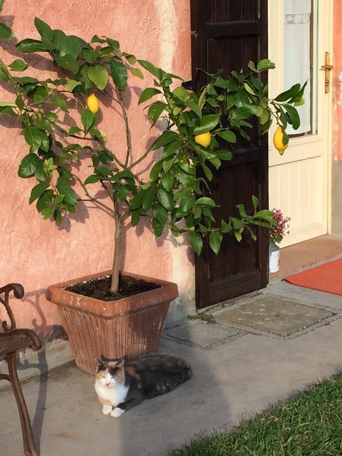 Agriturismo Il Pettirosso Guest House Forlì Exterior foto